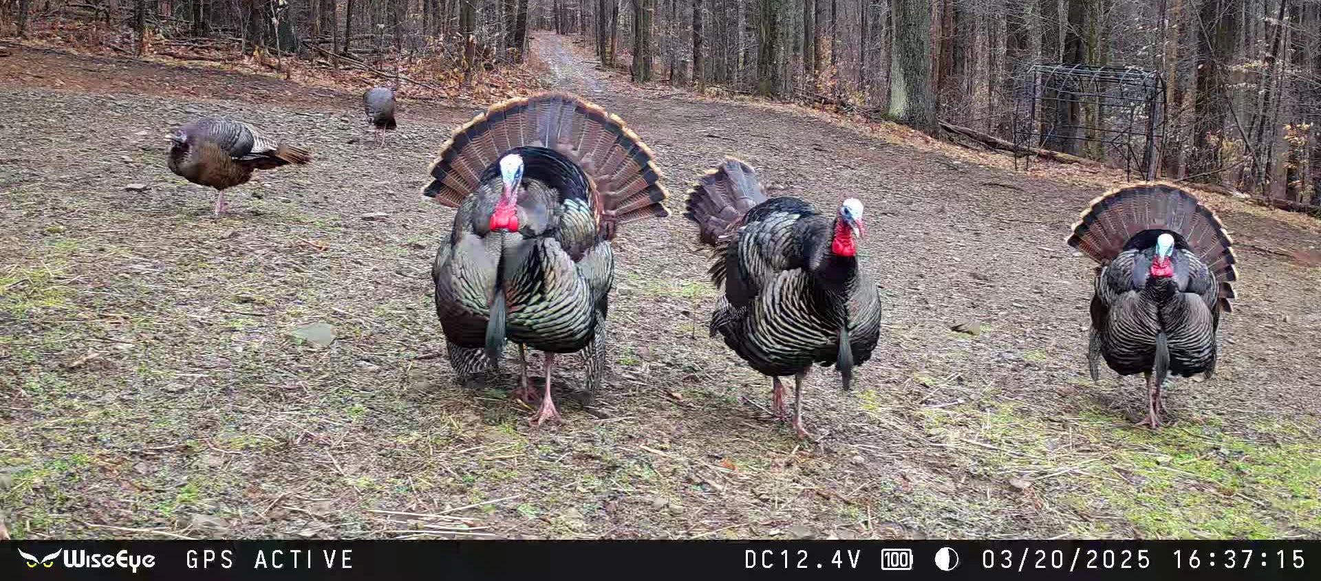 Trail Cams